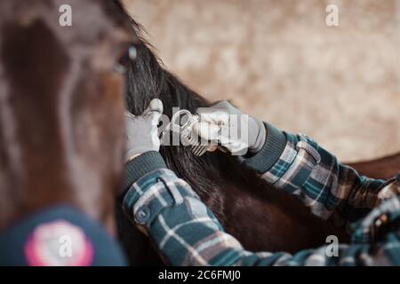 La ragazza combatte la manna di un cavallo con una bella cresta grigia con la testa di un cavallo. Mani in guanti grigi. Il konus si prende cura del cavallo della baia. Foto Stock