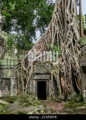 Le radici degli alberi aggrovigliate sopravecano il tempio di pietra di Ta Prohm, il complesso delle rovine di Angkor Wat, Cambogia Foto Stock