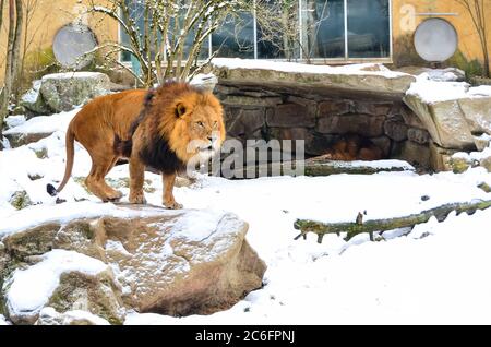 Leone allo zoo in tempo nevoso Foto Stock