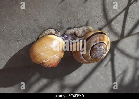 Due lumache amorevoli di boschetto o lumache a labbro marrone (Cepaea nemoralis) su un vaso da giardino. Famiglia Helicidae. Bergen, Paesi Bassi, marzo Foto Stock