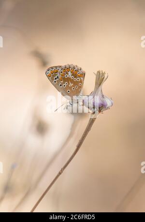 Southern brown argus, Aricia cramera, butterfly, Andalusia, Spagna. Foto Stock