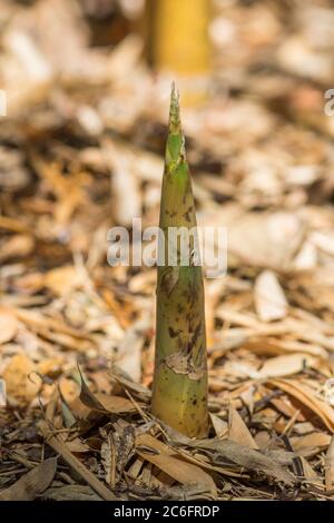 Bambù spara, vicino in una foresta di bambù. Foto Stock
