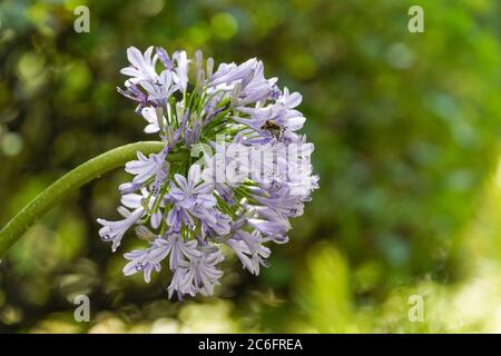 Giglio africano (Agapanthus praecox, Agapanthus umbellatus) in un giardino. Foto Stock
