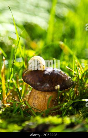 Ha lumaca sul fungo. Foresta dopo la pioggia. Macro foto Foto Stock