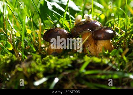 Ha lumaca sul fungo della foresta. Dopo la pioggia. Macro foto Foto Stock