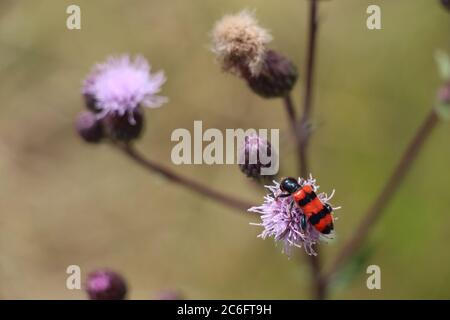 Un coleottero che mangia le api: Trichodes apiarius Foto Stock