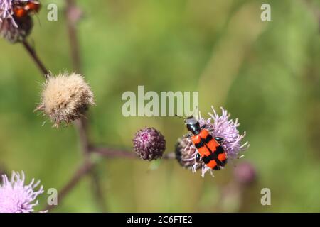 Un coleottero che mangia le api: Trichodes apiarius Foto Stock
