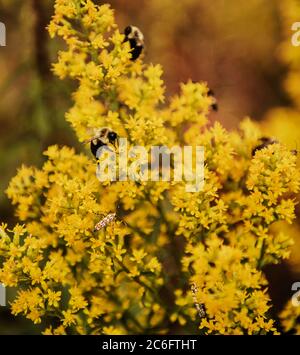 Ape su fiore giallo Foto Stock