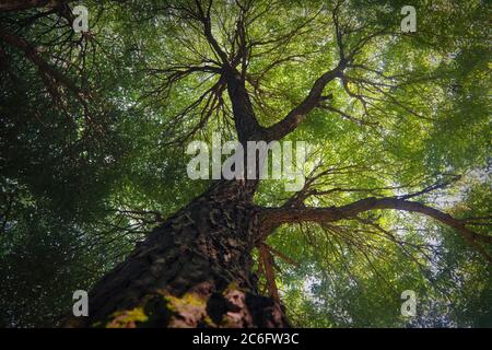 Vista dal fondo delle corone di alberi contro il cielo blu. Foto Stock