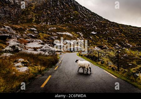 Pecore che attraversano la strada a Killarney, Irlanda Foto Stock