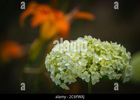 idrangea bianca fiorente nel giardino estivo Foto Stock