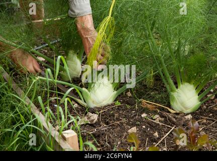 Primo piano di giardiniere maschile taglio finocchio bulbi in un orto Foto Stock