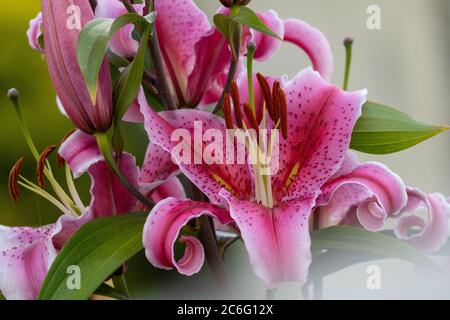 Fiori rosa sfocato sfondo o Seixo Mugardos Galizia Spagna Foto Stock