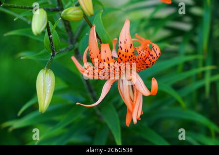 Arancio e nero Tiger Lily fiore in estate Foto Stock