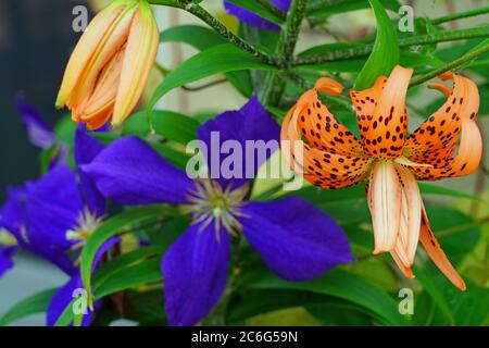 Arancio e nero Tiger Lily fiore in estate Foto Stock