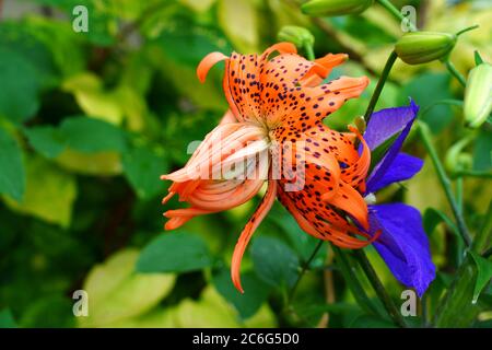 Arancio e nero Tiger Lily fiore in estate Foto Stock