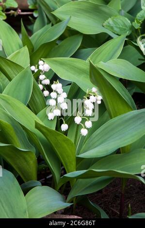 Convallaria majalis Lily-of-the-Valley questa è una pianta sempreverde che può essere utilizzata per la copertura del terreno o coltivata in un confine ombreggiato è completamente dura Foto Stock