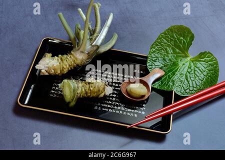 Wasabi, radici wasabi e pasta wasabi su vassoio con bastoncini, Germania Foto Stock