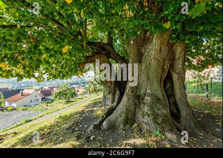 Monumento naturale albero cavo, lime millenaria, Lime piccolo-lievitato (Tilia cordata), Homberg, Ohm, Vogelsberg, Assia, Germania Foto Stock