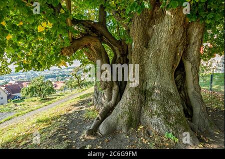 Monumento naturale albero cavo, lime millenaria, Lime piccolo-lievitato (Tilia cordata), Homberg, Ohm, Vogelsberg, Assia, Germania Foto Stock