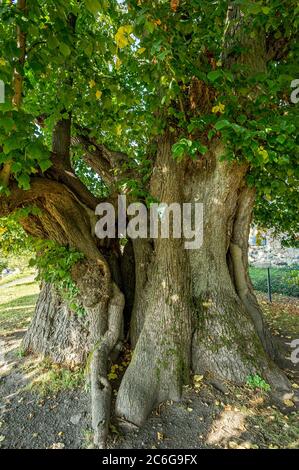 Monumento naturale albero cavo, lime millenaria, Lime piccolo-lievitato (Tilia cordata), Homberg, Ohm, Vogelsberg, Assia, Germania Foto Stock