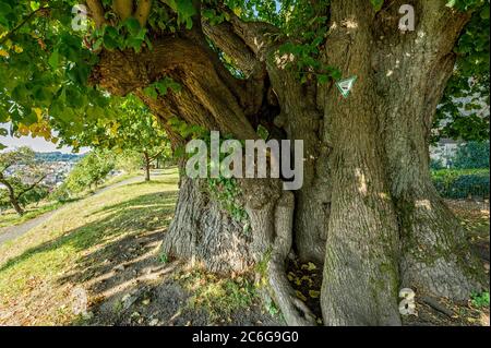 Monumento naturale albero cavo, lime millenaria, Lime piccolo-lievitato (Tilia cordata), Homberg, Ohm, Vogelsberg, Assia, Germania Foto Stock