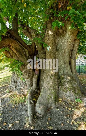 Donna in piedi in un albero cavo monumento naturale, lime millenario, Lime piccolo-lievitato (Tilia cordata), Homberg, Ohm, Vogelsberg, Assia Foto Stock