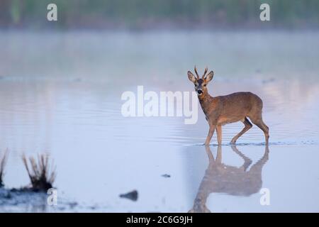 La Roe deerbuck europea (Capreolus capreolus) si trova in acque poco profonde ed è allerta, basso Reno, Nord Reno-Westfalia, Germania Foto Stock