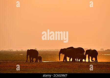 Mandria di elefanti (Loxodonta africana), che marciano al tramonto e che si fanno prendere polvere, Parco Nazionale di Chobe, Botswana Foto Stock