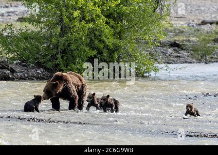 Grizzly 399 con i suoi quattro cuccioli Foto Stock