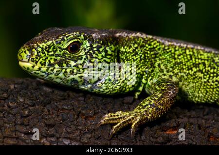 Lucertola di sabbia (Lacerta agilis), maschio, Schleswig-Holstein, Germania Foto Stock