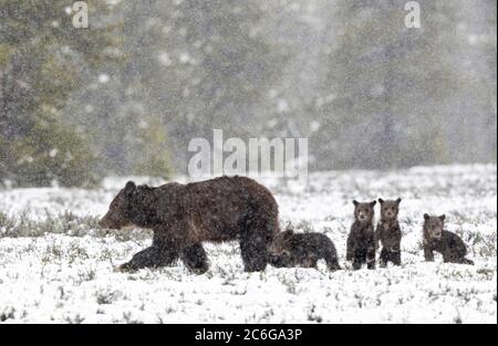 Grizzly 399 con i suoi quattro cuccioli Foto Stock