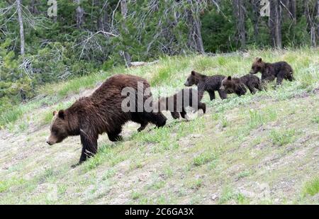 Grizzly 399 con i suoi quattro cuccioli Foto Stock