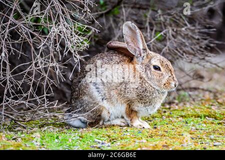 Coniglio comune di Cottontail del Nord America orientale Foto Stock