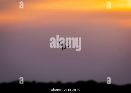 una terna comune che si tuffa dall'aria nell'acqua per catturare piccoli pesci con il colorato sfondo del tramonto Foto Stock