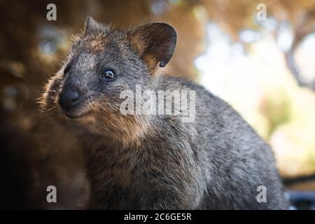 Un quokka carino si è incontrato sull'isola di Rottnest, supposamente l'animale più felice della terra Foto Stock