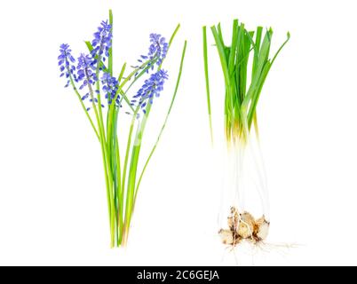 Infiorescenze blu e bulbi Muscari su sfondo bianco Foto Stock