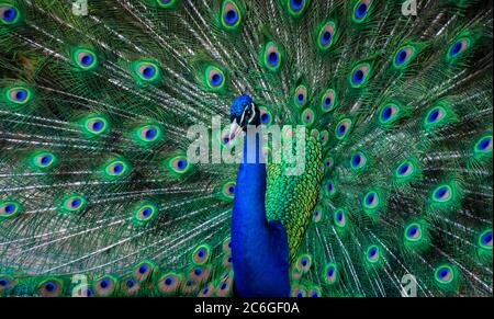 Peacock Dance Display - Peacock mostra Feathers. Foto Stock