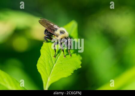 Ape come Robber volare su foglia Foto Stock