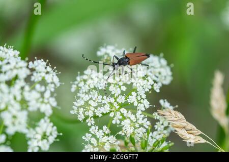 Longhorn Beetle su Ground Elder Flowers Foto Stock