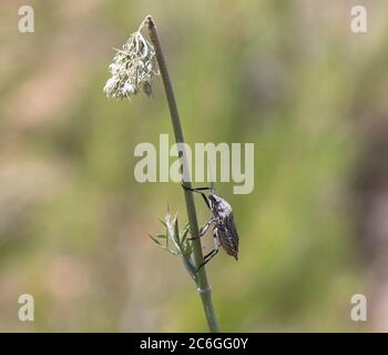 Primo piano del scarabeo di Carpocoris purpurpurpureipennis. Foto Stock
