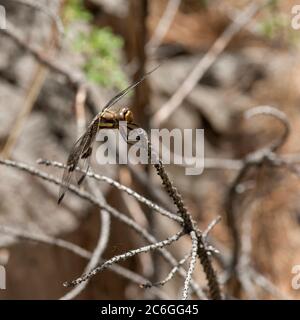 Una sciimmer a 12 punti femmina (libellula pulchella) poggia su un ramoscello Foto Stock