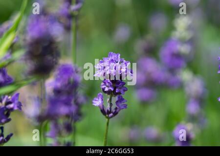Fiori di lavanda in fiore in estate Foto Stock