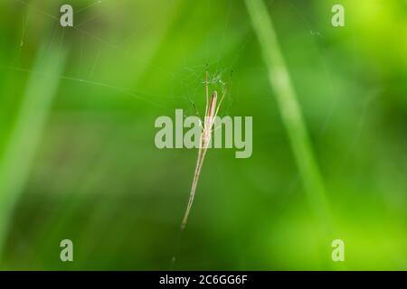 Long Jawed Orb Weaver Spider sul Web Foto Stock