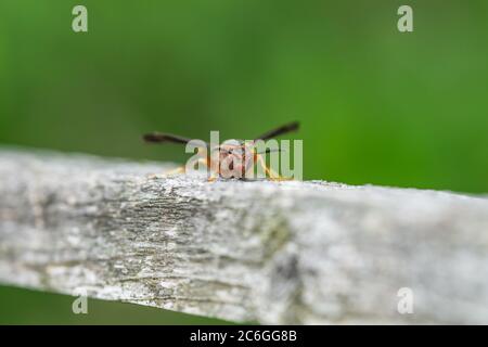 Northern Paper Wasp su Wood in Springtime Foto Stock