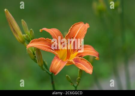Arancio fiore di giorno in estate Foto Stock