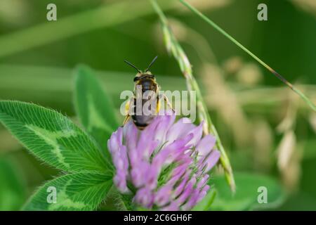 Zainetto di Wilke sui fiori Red Clover Foto Stock