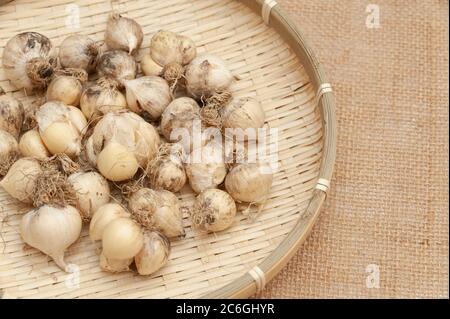 Aglio organico (Allium sativum) in cesto di bambù intrecciato. Isolato su tessuto di iuta. Primo piano. Spazio di copia. Foto Stock
