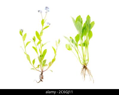 Myosotis cespuglio con fiori blu e foglie verdi isolato su sfondo bianco. Foto Stock