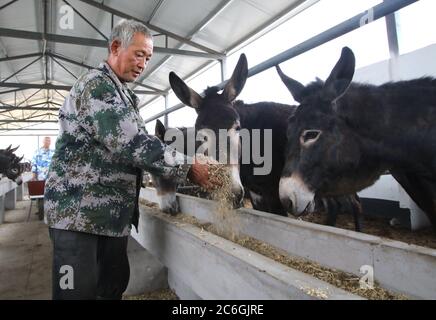 Gli agricoltori locali allevano asini per vendere la carne, che contribuisce a sbarazzarsi della povertà, Moxiang villaggio, Yongnian distretto, città di Handan, no Foto Stock